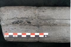 Foto (Detailansicht) von Calamites sp.  (NHMW-GEO-2024-0188-11161)